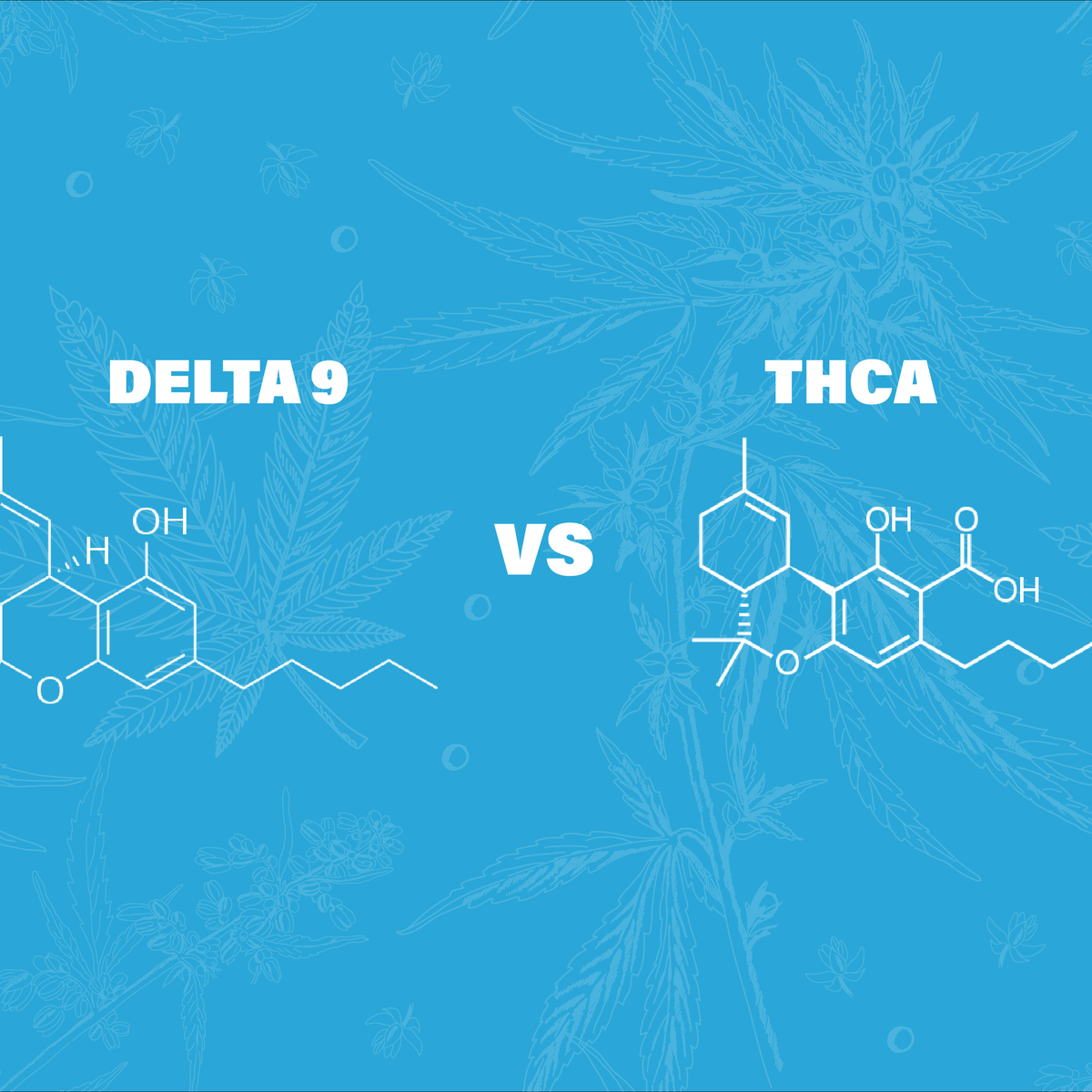 THCA vs Delta 9 - Exploring the Differences – Little High