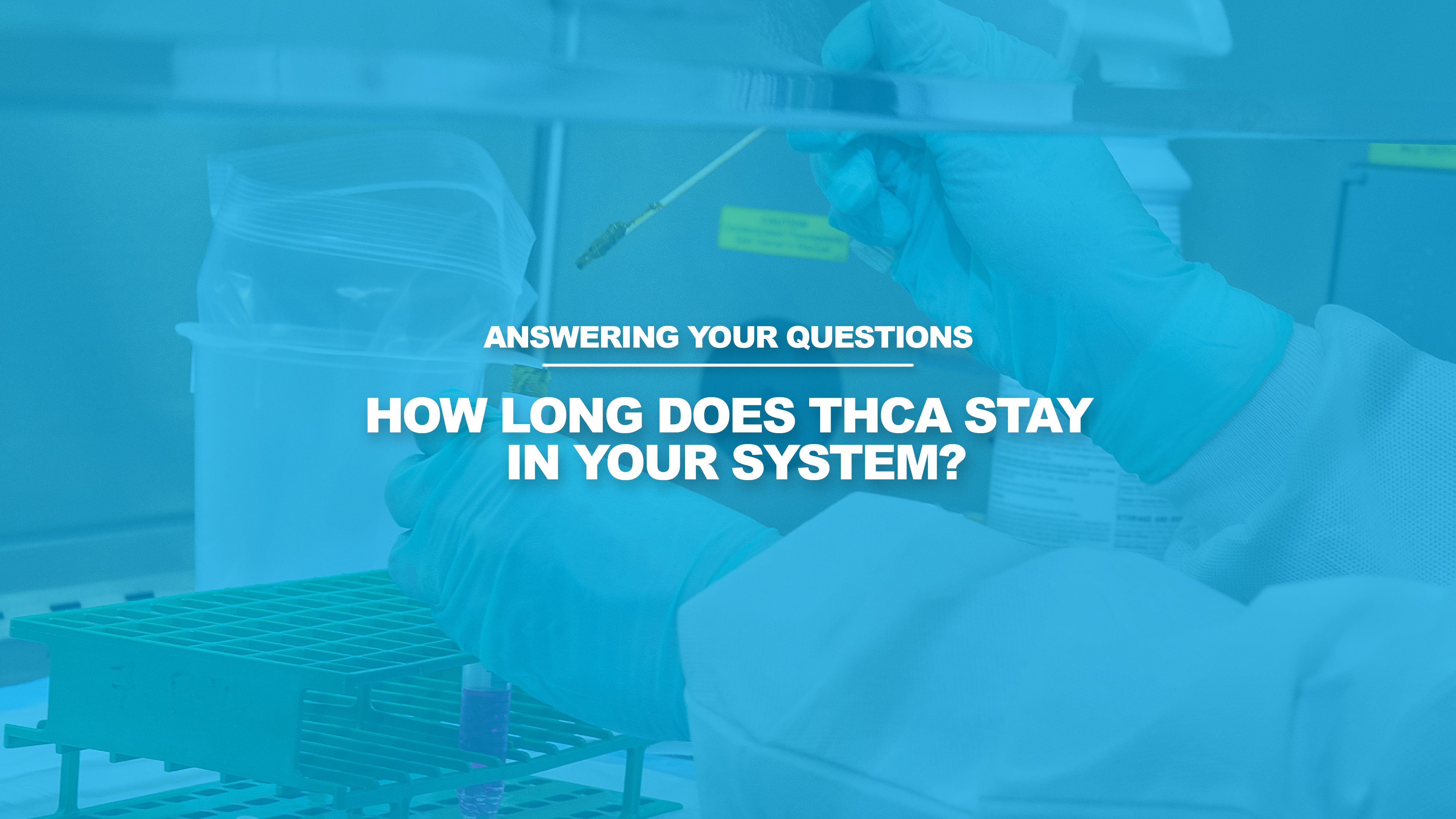 How Long Does THCA Stay In Your System? – Little High