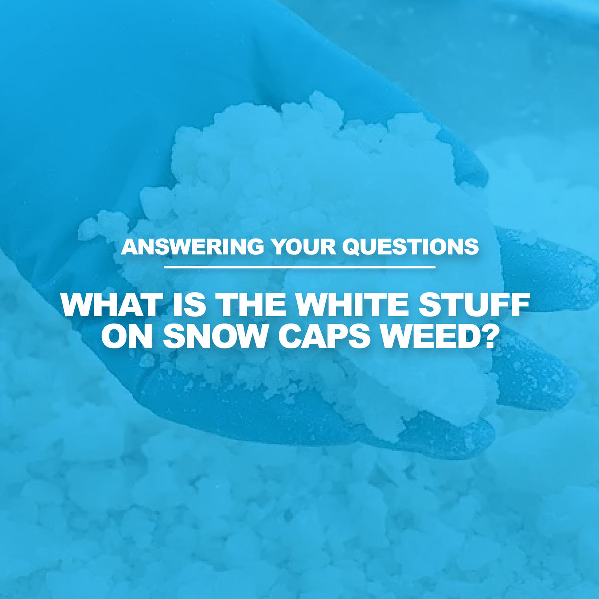 What Is Snow Caps Weed Made Of What is The White Stuff on Snow Caps Weed? – Little High