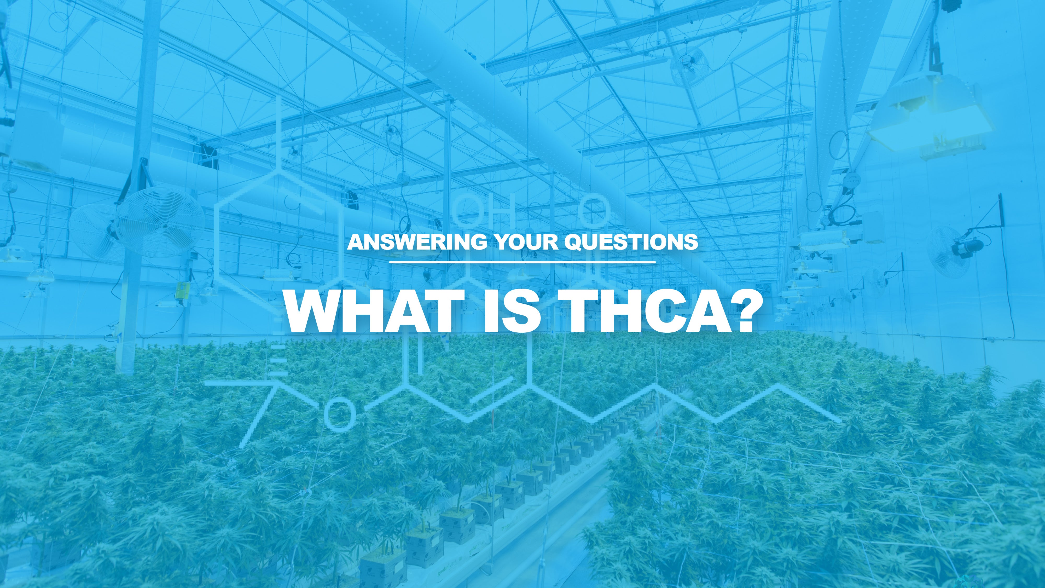 The Definitive Guide To Thca And Drug Testing - 1grmq3s