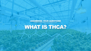 What is THCA? The Ultimate Guide to This Powerful Cannabinoid
