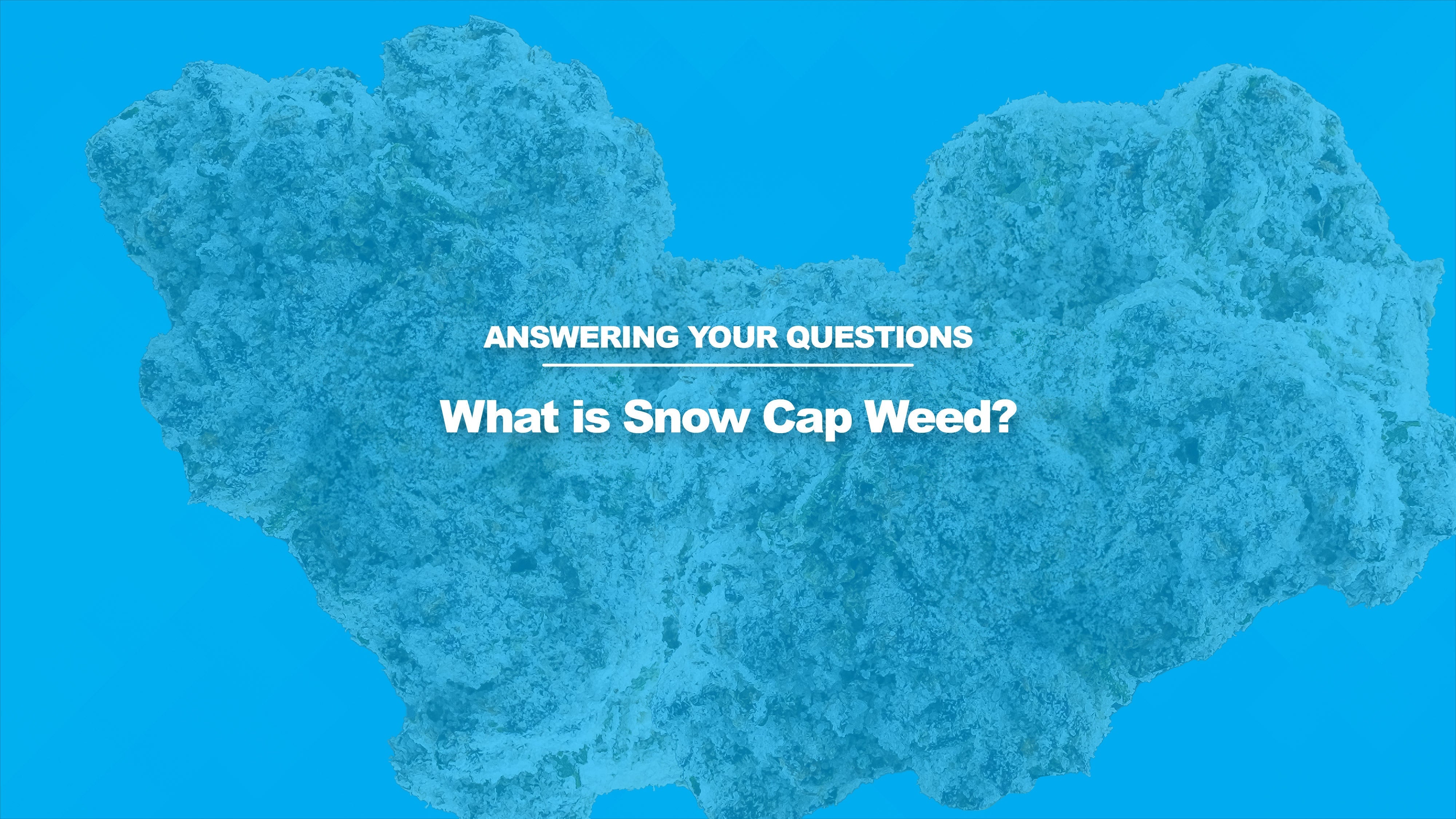 What Is Snow Caps Weed Made Of What is Snow Cap Weed? - Little High