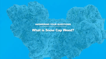 What is Snow Cap Weed?